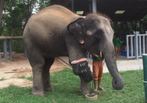 Friends of the Asian Elephant Foundation nuotr.